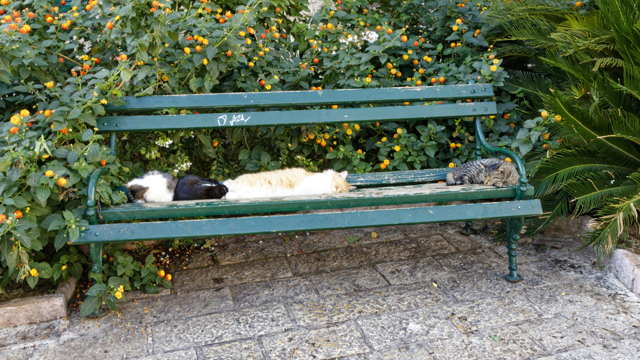 20221103 130052•Starigrad Kotor•Coastalregion•Montenegro